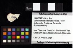 Foto (Objket + Etiketten) von Culmenformosa sp. 